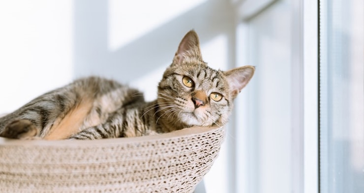 fiv2