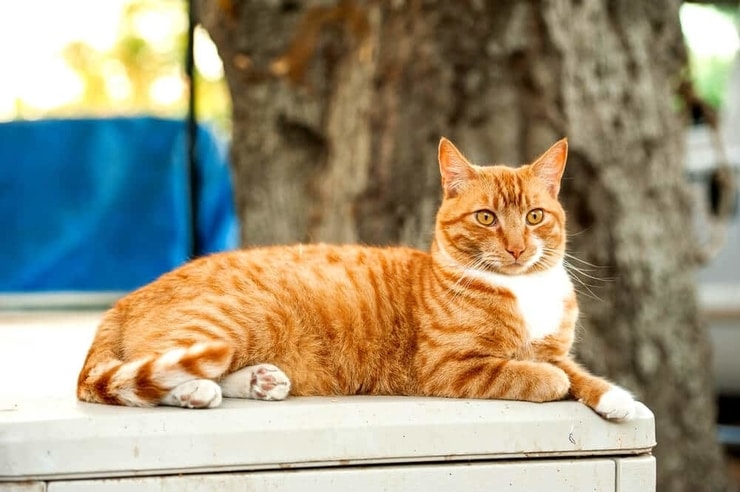 orange7