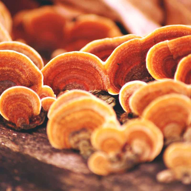 reishi1