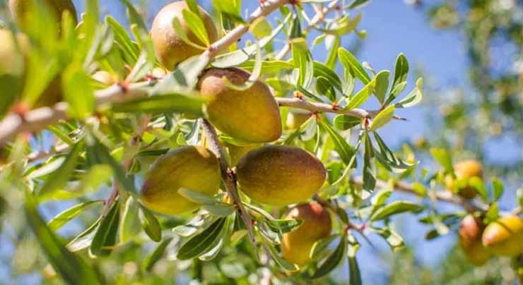 argan5