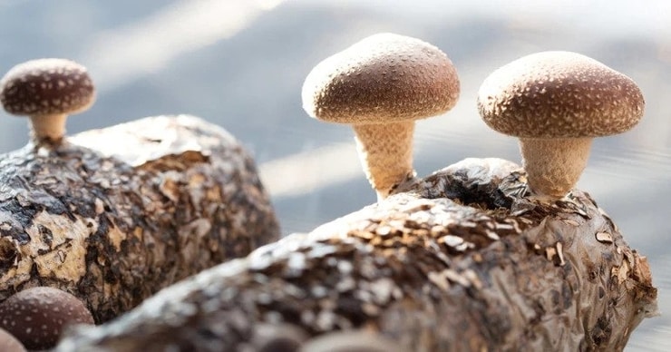shiitake3